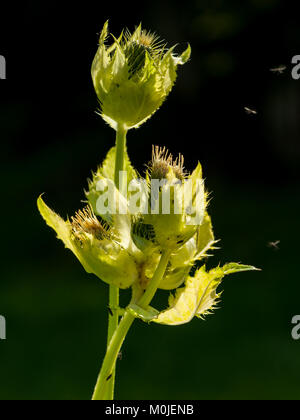 Un primo piano del cavolo comune thistle Cirsium oleraceum Foto Stock