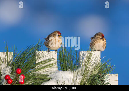 Due comuni redpolls arroccato su una festosa recinto d'inverno. Foto Stock