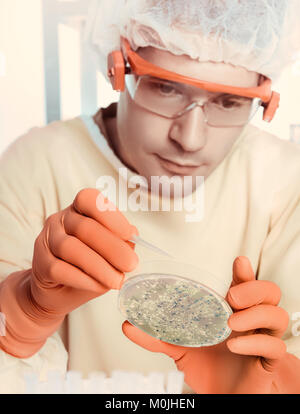 Giovane microbiologo funziona con colture batteriche in laboratorio, tonica immagine. DOF poco profondo, concentrarsi sulle colonie sulla piastra. Foto Stock