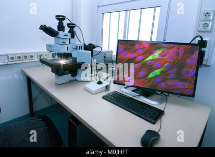 Moderna stazione di microscopio con cellule coltivate sul monitor Foto Stock