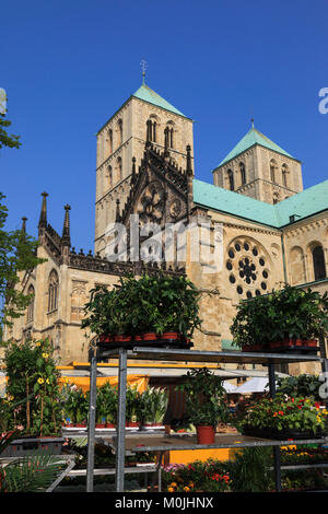 San Paulus-Dom, cattedrale di Münster con il mercato degli agricoltori di Münster, Vestfalia, il Land Renania settentrionale-Westfalia, Germania Foto Stock