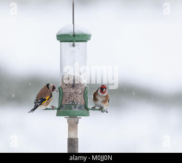 Due comunità cardellini, Carduelis carduelis, su un alimentatore riempito con cuori di girasole, durante una nevicata a Lochwinnoch RSPB riserva, Scozia, U Foto Stock