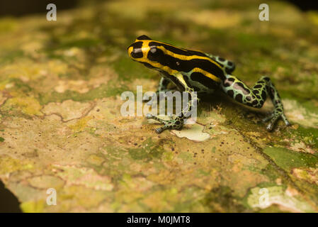 Rana di veleno nella famiglia Dendrobatidae sono noti per i loro colori luminosi e natura tossica. Questo è Ranitomeya ventrimaculata, un piccolo timido specie. Foto Stock