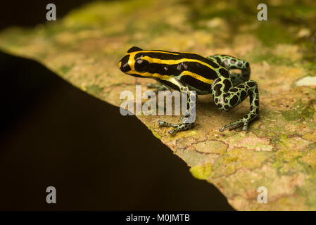 Rana di veleno nella famiglia Dendrobatidae sono noti per i loro colori luminosi e natura tossica. Questo è Ranitomeya ventrimaculata, un piccolo timido specie. Foto Stock