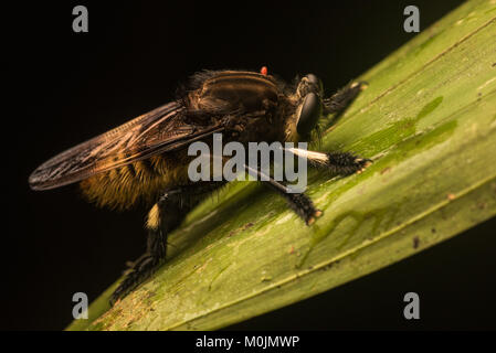 Un robberfly in genere Mallophora, noto anche come il killer bee. Questa specie imita le api che può aiutare la caccia e la protezione dai predatori. Foto Stock