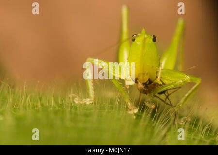 Un coneheaded katydid consumando una preda voce, un piccolo insetto che non è stato sufficientemente rapido per sfuggire. Foto Stock