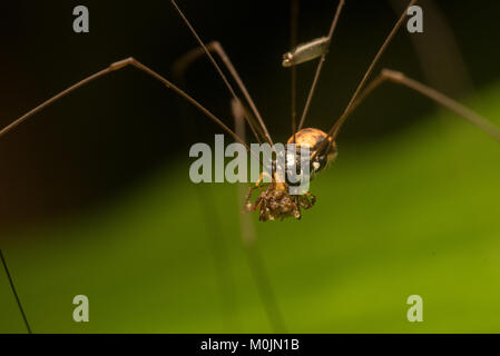 Un tropicale harvestman alimenta sulla sua preda e ha anche una sorta di acaro parassita o sulla sua gamba. Foto Stock