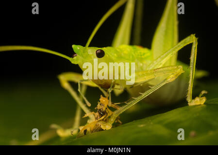 Un coneheaded katydid consumando una preda voce, un piccolo insetto che non è stato sufficientemente rapido per sfuggire. Foto Stock