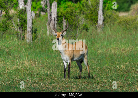 Lechwe rosso (Kobus leche leche), guarda con attenzione, riserva Moremi, Chobe District, Botswana Foto Stock