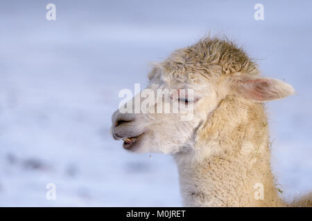 Colore esterno natura animale colpo alla testa ritratto di un bel singolo isolato bown alpaca bianca su sfondo innevato in una giornata di sole preso in inverno Foto Stock