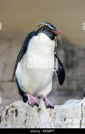 Nord pinguino saltaroccia (Eudyptes moseleyi) su roccia, captive Foto Stock