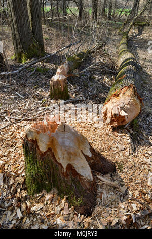 Caduto albero, tracce di castoro europeo (Castor fiber), Tirolo, Austria Foto Stock