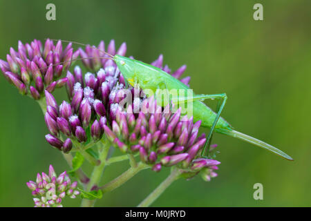 Grande testa pendente spaventare (Ruspolia nitidula), Schwaz, in Tirolo, Austria Foto Stock