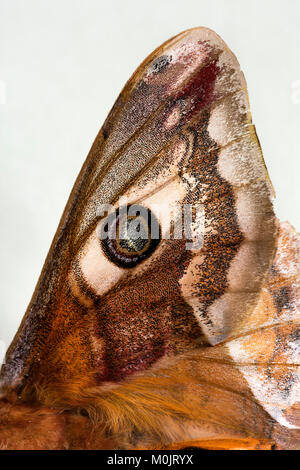 Piccola falena imperatore (Saturnia pavonia), Schwaz, in Tirolo, Austria Foto Stock