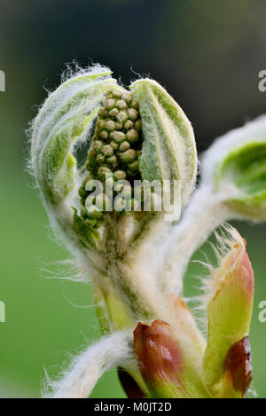 Ippocastano (Aesculus hippocastanum), Flower bud, Nord Reno-Westfalia, Germania Foto Stock
