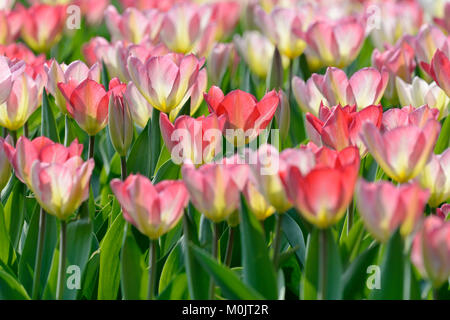 I tulipani (Tulipa), barbabietole con fiori di colore rosa nel retro della luce, Renania settentrionale-Vestfalia, Germania Foto Stock