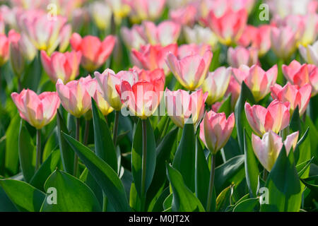 I tulipani (Tulipa), barbabietole con fiori di colore rosa nel retro della luce, Renania settentrionale-Vestfalia, Germania Foto Stock