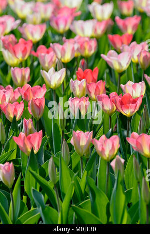 I tulipani (Tulipa), barbabietole con fiori di colore rosa nel retro della luce, Renania settentrionale-Vestfalia, Germania Foto Stock