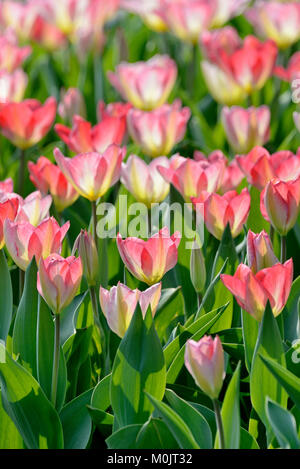 I tulipani (Tulipa), barbabietole con fiori di colore rosa nel retro della luce, Renania settentrionale-Vestfalia, Germania Foto Stock