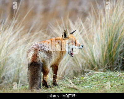 Red Fox (Vulpes vulpes vulpes), con bocca aperta, sbadigli, Waterleidingduinen, North Holland, Paesi Bassi Foto Stock