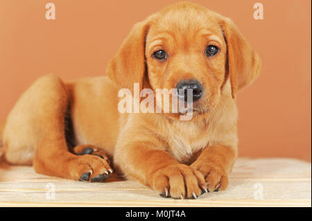 Il Labrador retriever giallo, cucciolo di 7 settimane di età Foto Stock