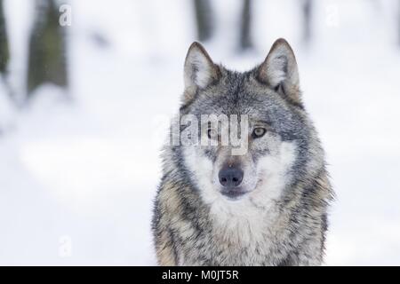 Lupo (Canis lupus) in inverno, ritratto, captive, Germania Foto Stock