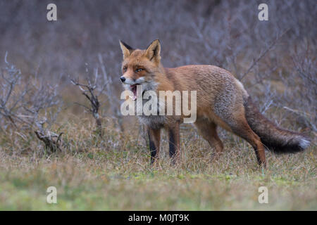 Red Fox (Vulpes vulpes vulpes), sbadigli, Alkmar, North Holland, Paesi Bassi Foto Stock