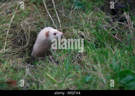 White furetti (Mustela putorius furo) guarda da Kaninnchenbau, Austria Foto Stock