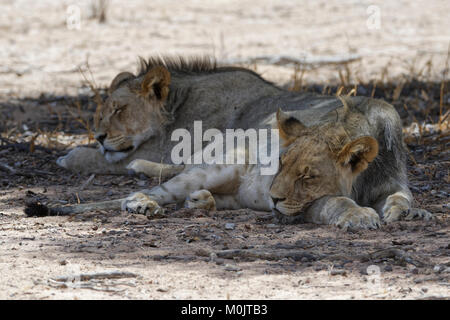 Nero-maned Lions (Panthera leo vernayi), due giovani maschi dormono in ombra a caldo di mezzogiorno Kgalagadi Parco transfrontaliero Foto Stock