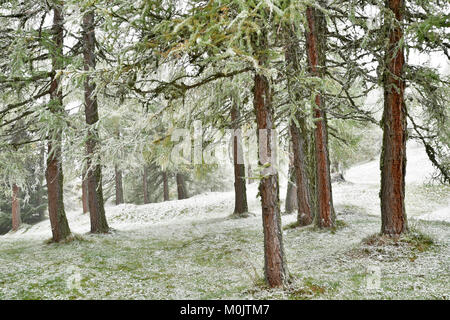 Foresta con il larice, prima nevicata in autunno, Obernberg, Tirolo, Austria Foto Stock