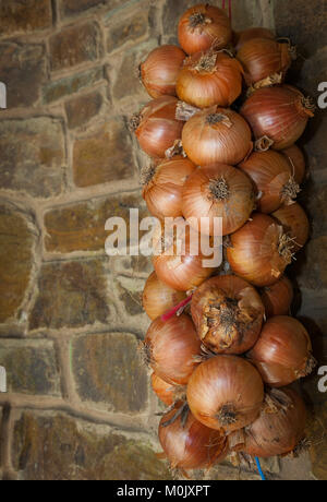 Una treccia di cipolle strung fino ad RHS Rosemoor Foto Stock