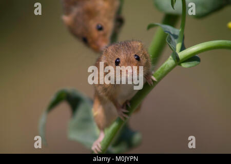 Harvest Mouse guardando verso la telecamera Foto Stock