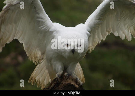 Civetta delle nevi - uccelli da preda - gufi Foto Stock