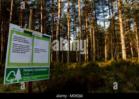 Segno di consigliare ai visitatori di evitare di Gallo cedrone territorio nella foresta scozzese Foto Stock