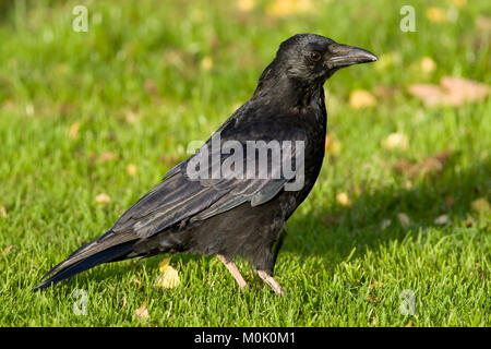 Singolo adulto Carrion Crow, Corvus corone, REGNO UNITO Foto Stock