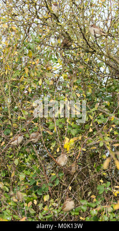 Tree passeri ( Passer montanus) in una boccola Foto Stock