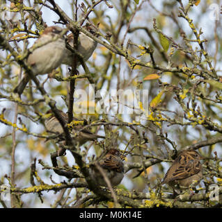 Tree passeri ( Passer montanus) in una boccola Foto Stock