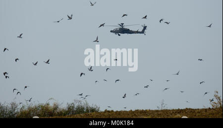 Esercito britannico Longbow Apache elicottero d'assalto e il gregge di piccioni (Columba palumbus) Foto Stock