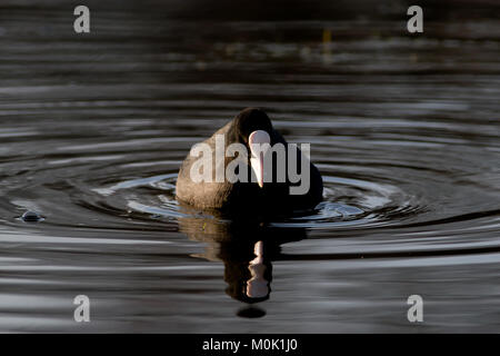 Singolo adulto folaga, fulica atra, nuoto sul lago, REGNO UNITO Foto Stock