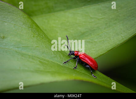 Un giglio rosso Beetle (Lilioceris lilii) su una foglia verde. Lily coleotteri sono considerati come una peste, mangia le foglie, steli, germogli e fiori di gigli. Foto Stock