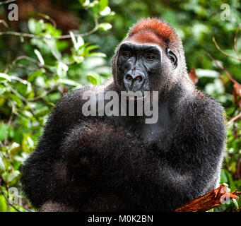 Ritratto di una pianura occidentale (gorilla Gorilla gorilla gorilla) chiudere fino a breve distanza. Silverback - maschio adulto di un gorilla in un habitat naturale Foto Stock