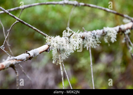 Moss su un ramo di albero. Verde muschio su un morti morti ramo dell'albero. Foto Stock