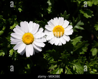 Un giovane Daisy bianca fiori sullo sfondo di verdi foglie. Primo piano di una bella due bianco; margherite Foto Stock