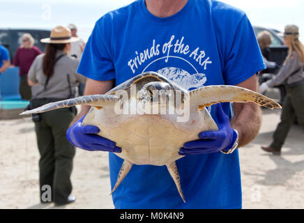 Maschio adulto volontario che trasportano & mostra riabilitato Kemp's Ridley Sea Turtle 'Lepidochelys kempii' per il pubblico che frequentano il rilascio. Foto Stock