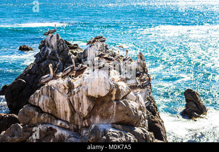 Pellicani marroni in appoggio sulle rocce a Vina del Mar, Cile Foto Stock