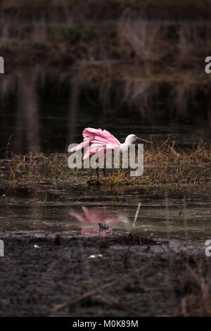 Roseate spoonbill waterfowl trampolieri chiamato Platalea ajaja presso il Myakka River State Park di Sarasota in Florida Foto Stock