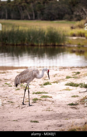 Sandhill gru uccello Grus canadensis foraggi per il cibo nella palude presso il Myakka River State Park di Sarasota in Florida Foto Stock