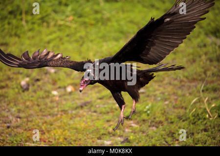 La Turchia Vulture Cathartes aura presso il Myakka River State Park di Sarasota in Florida Foto Stock