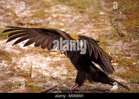 La Turchia Vulture Cathartes aura presso il Myakka River State Park di Sarasota in Florida Foto Stock