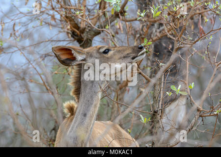 Close up ritratto di una femmina di kudu (Tragelaphus strepsiceros) nel Parco Nazionale di Kruger, Sud Africa Foto Stock